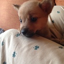 ★♀子犬の里親さん大募集中★