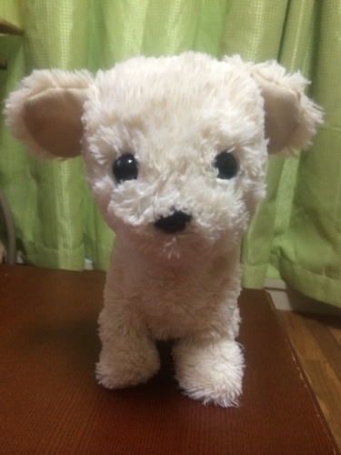 センサーで動作する 仔犬