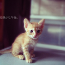 かわいい天使たち子猫5匹