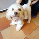 トイプードルの1歳の男の子☆里親様募集中(*^_^*)　真剣にお...
