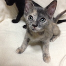ベランダで生まれた猫を保護しています。
