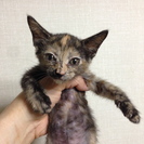 ベランダで生まれた猫を保護しています。 - 川崎市