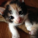 子猫ちゃんたちの里親様、募集しています。