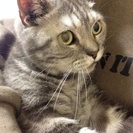 【終了】成猫♂6歳 睦月(むつき)の里親さん募集中 - 猫