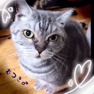 【終了】成猫♂6歳 睦月(むつき)の里親さん募集中の画像