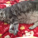 【終了】成猫♂6歳 睦月(むつき)の里親さん募集中 - 海老名市