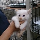 ☆真っ白ふわふわ少し長毛のルナちゃん　女の子☆