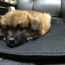 仔犬2ヶ月雑種
