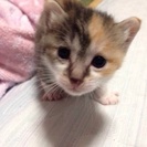 0才子猫 の里親募集中（7/21生まれ） - 岩沼市
