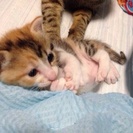 0才子猫 の里親募集中（7/21生まれ） - 猫