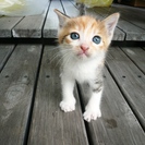 三毛と白黒猫の里親を募集しております！