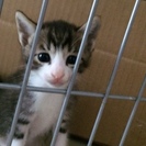 子猫３匹＋３匹＋３匹＝９匹里親募集（キジシロホワイトソックス、白...