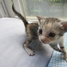 殺処分を免れました　１ヶ月〜２ヶ月の可愛い子猫達
