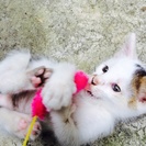 推定二ヶ月の仔猫の里親さん募集