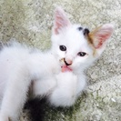 推定二ヶ月の仔猫の里親さん募集 - 島原市