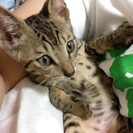 子猫を引き取れる方。