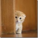 新規CMサイトの権利収入を得ませんか？