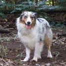 オーストラリアン・シェパード　 - 犬