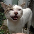 【里親決定】　灰白猫　オス　里親募集