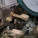 ☆かわいいデグーの子どもたち☆