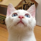 しろ君♪素敵な里親様が決まりました♪ありがとうございました(^_^)