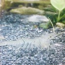 スジエビ