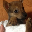☆★♂子犬の里親さん大募集中★☆ - 里親募集