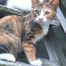 兄弟猫３匹♪その２