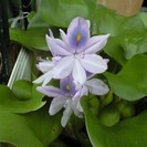 メダカ＆浮き草（現在５名！メダカ終了）