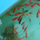 和金と琉金のミックス金魚の里親募集