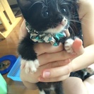 生後一ヶ月半の子猫ちゃん