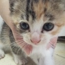 大切な家族として迎えていただける方、お待ちしております☆