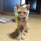 寂しがりやの子猫