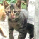 丸顔の仔猫キティ里親募集 - 川崎市