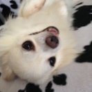 問い合わせ終了チワワ家族に迎えてください