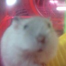 ハムスター（三つ子無事引き渡しました）