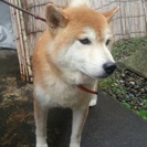 柴犬 7歳 雄 一時預かり＆里親募集