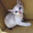 生後1ヶ月程のちっちゃな子猫です。