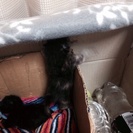 生後3日程の子猫ちゃん