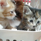 ７月３０日生まれでかわいいです。