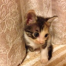 生後２ヶ月の子猫兄妹の里親さん探しています