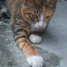 シマミケちゃん５ヶ月くらい♪