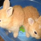 生後1カ月の子うさぎちゃんたちの里子を探しています