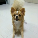 小型犬の雑種（チワワよりのmix）