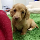 ミニチュアダックス♂・血統書付き・ゴールド