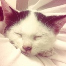 新しい家族探してますの画像