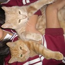 9月1日生まれ1匹＆捨て猫の子猫＆猫2匹