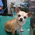 ﾒｽのチワワ「ちぃちゃん」