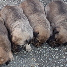 子犬　生後１ヶ月　里親募集