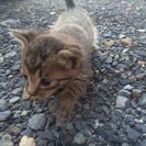 仔猫の新しい家族探してます